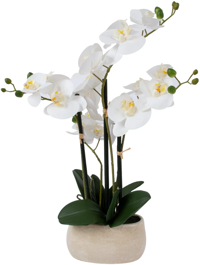 Home4You Orchidėja VĖJAS SODOJE H55cm, balta