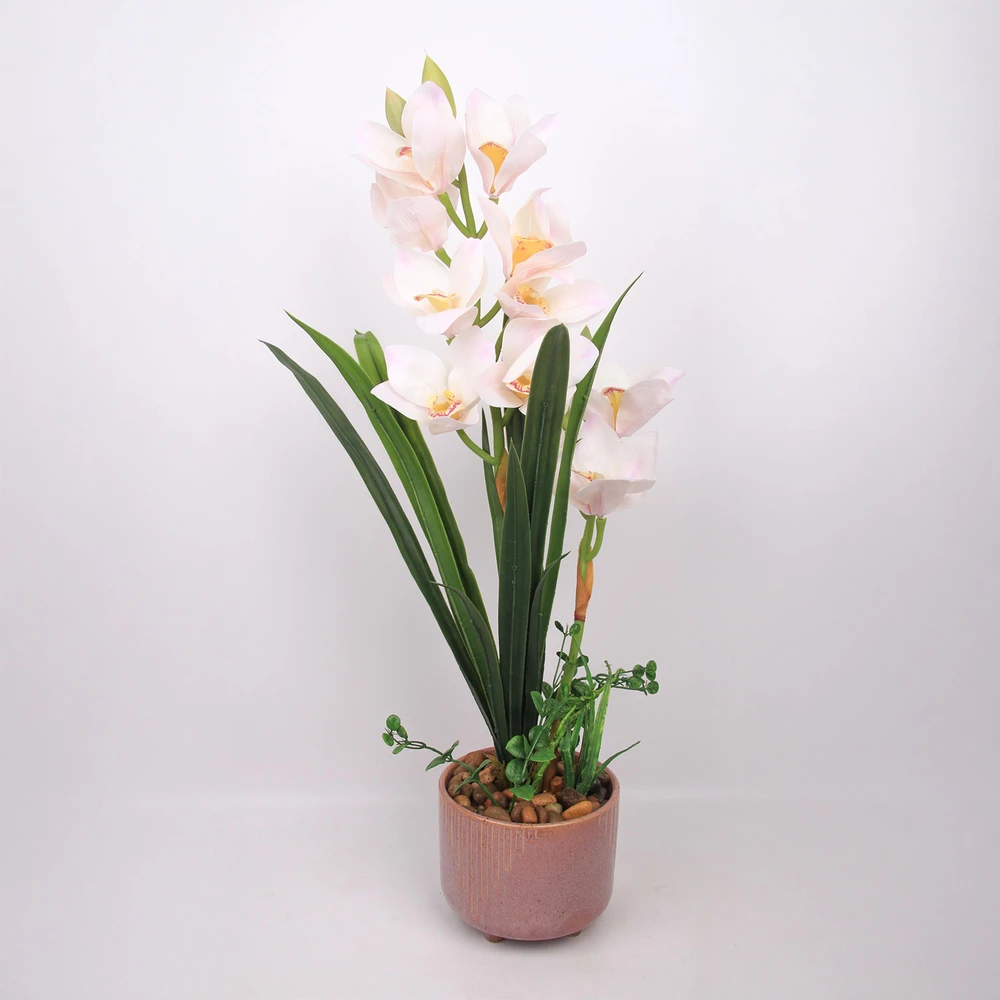 Home4You Orchidėja GARDEN QUEEN H70cm, balta