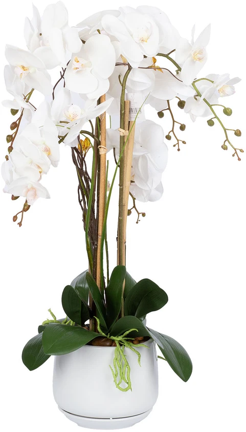 Home4You Orchidėja „GARDEN QUEEN“, aukštis 68 cm, balta