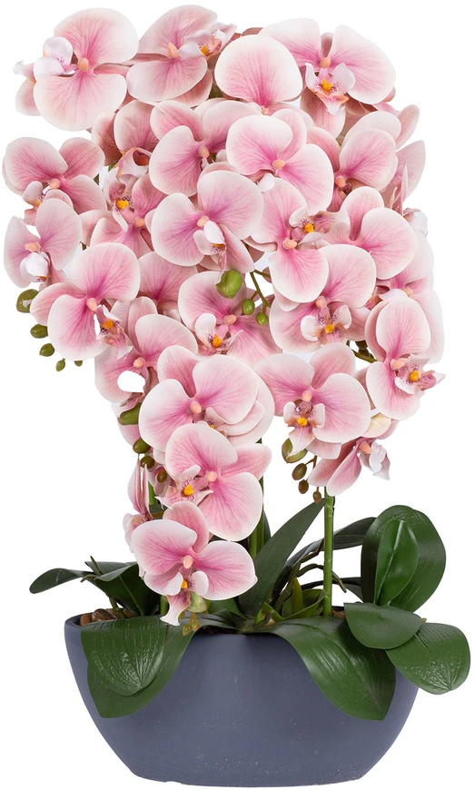Home4You Rožinė Orchidėja GARDEN QUEEN A64cm, šviesiai rožinė
