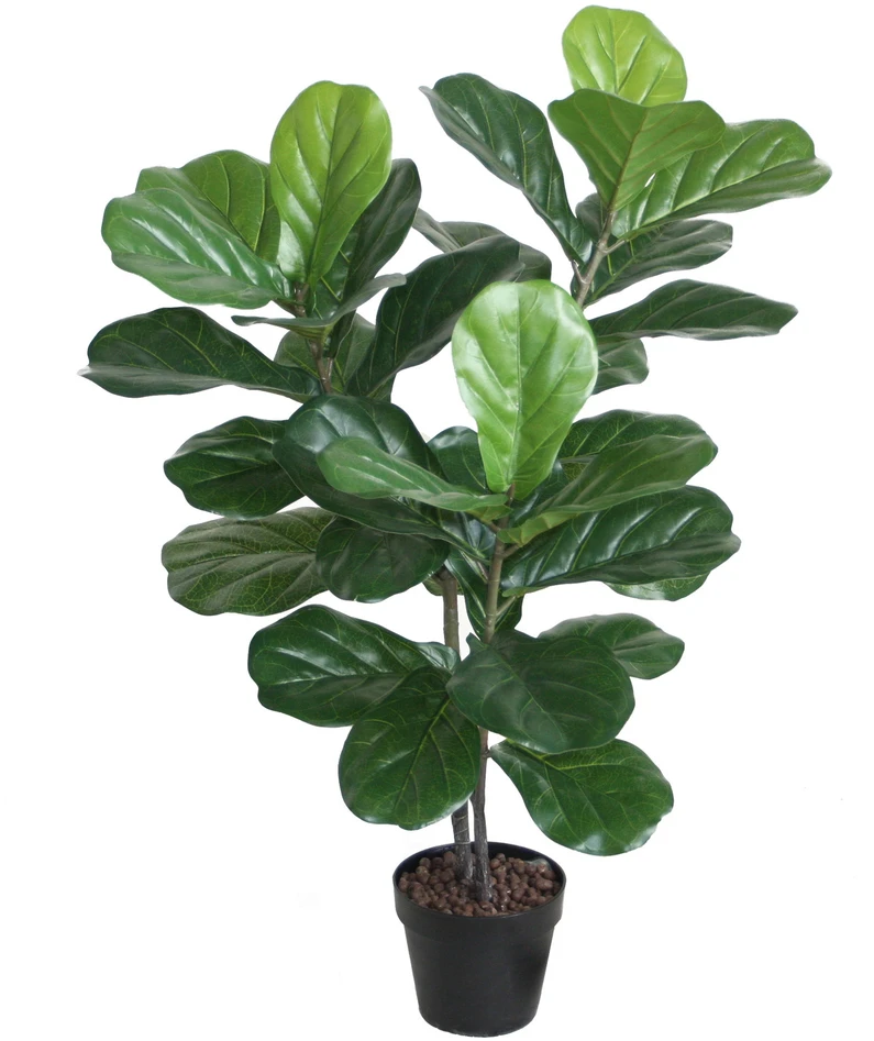 Home4You Žalias augalas FIDDLE LEAF, aukštis 100 cm, 2 stiebai, juodas vazonas