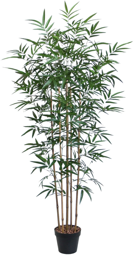 Home4You Žalias augalas BAMBOO, aukštis 150 cm