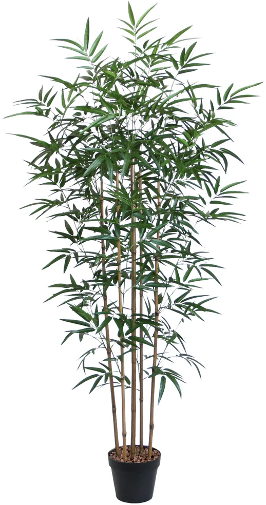 Home4You Žalias augalas BAMBOO, aukštis 150 cm, 5 stiebai, juodas vazonas
