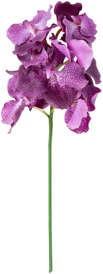 Home4You Orchidėja ŽIEDAS H60cm, mišinys