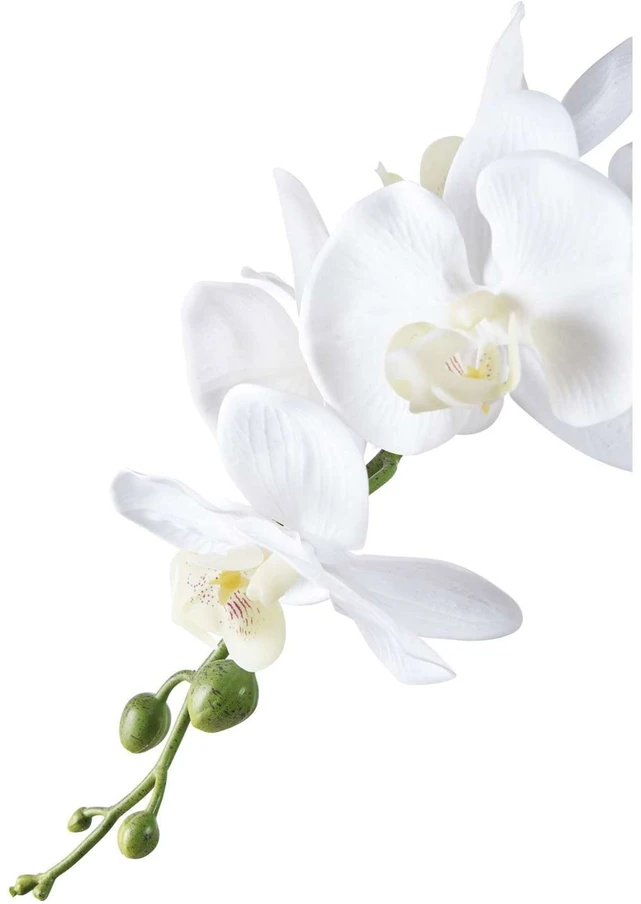 House Nordic Augalas, Orchid, žalia / balta