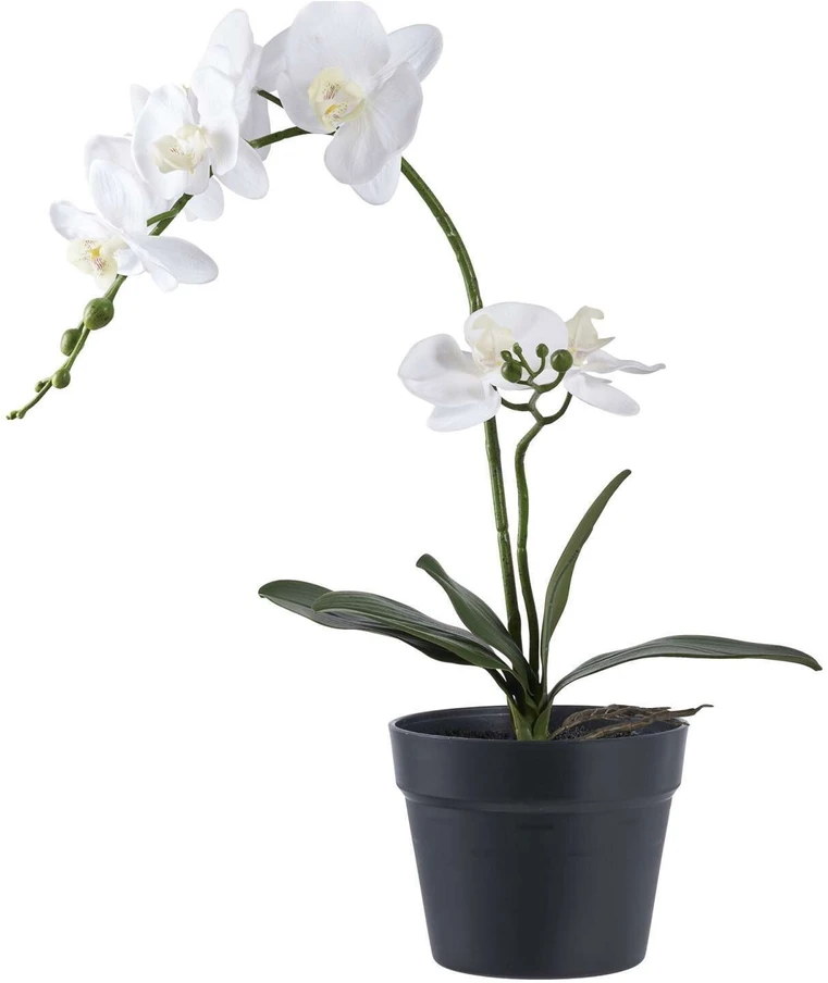House Nordic Augalas, Orchid, žalia / balta