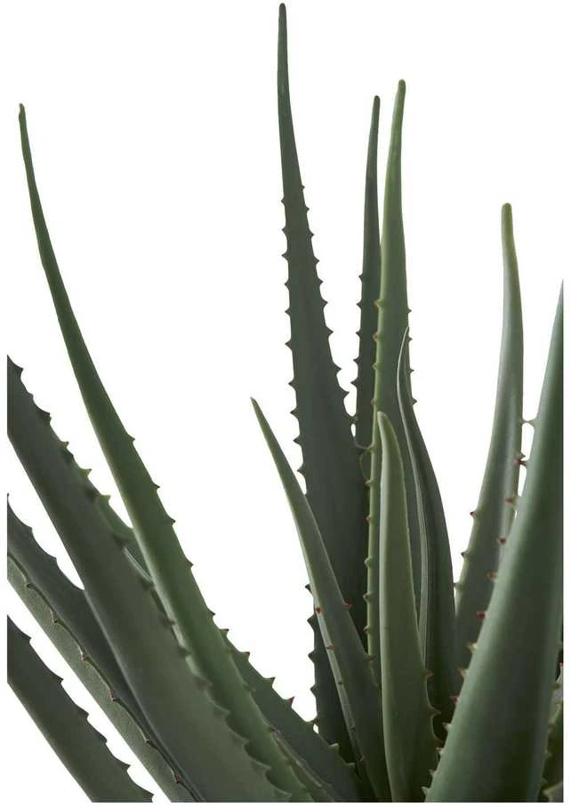 House Nordic Augalas, Aloe, žalia spalvos