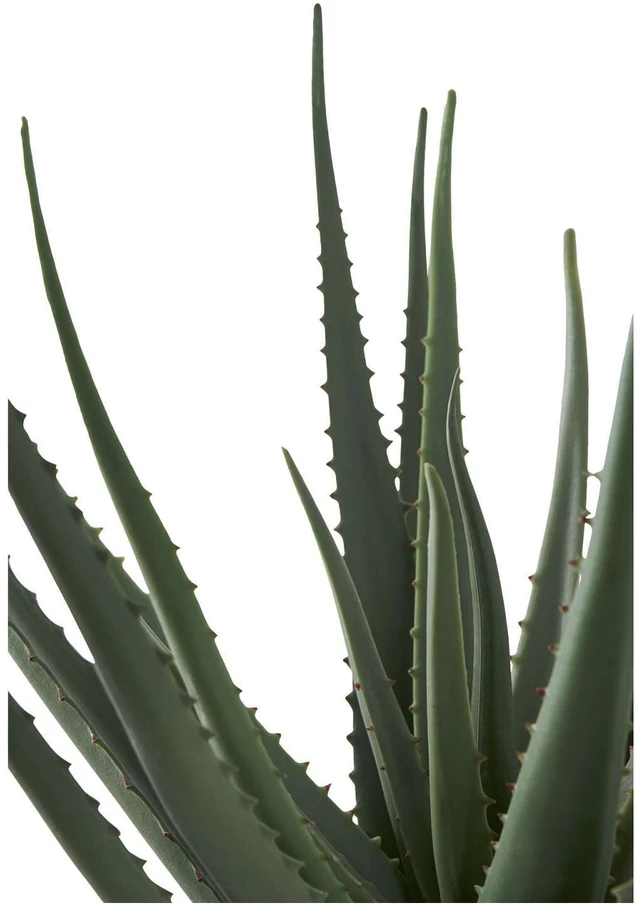 House Nordic Dirbtinis augalas, Aloe Vera, A: 51 cm, Žalias