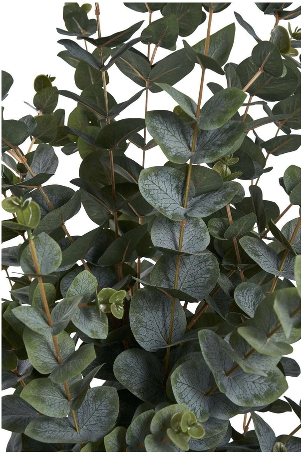 House Nordic Augalas, Eucalyptus, žalia