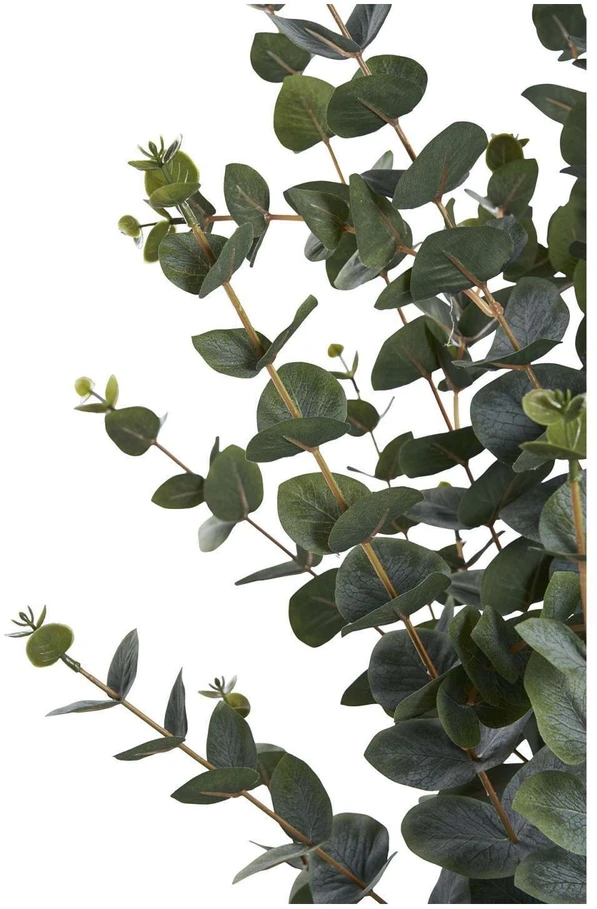 House Nordic Augalas, Eucalyptus, žalia