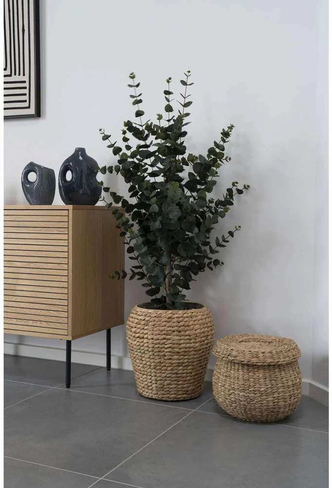House Nordic Augalas, Eucalyptus, žalia