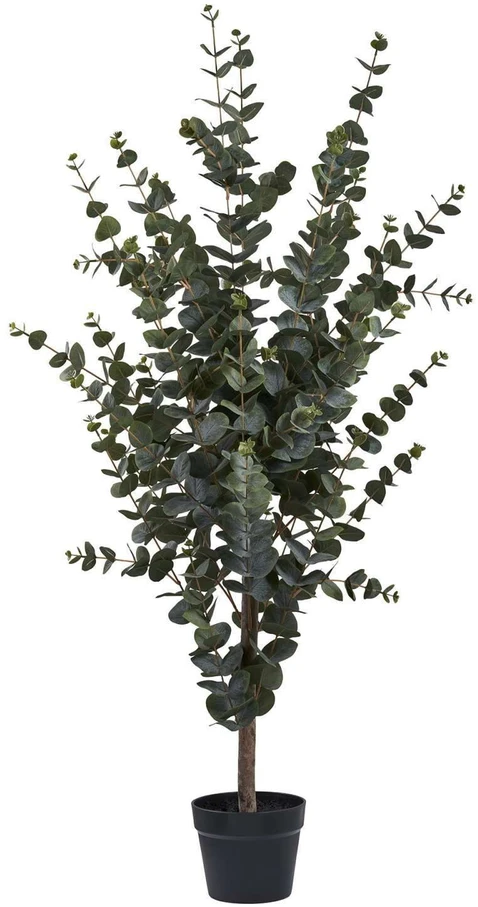 House Nordic Augalas, Eucalyptus, žalia