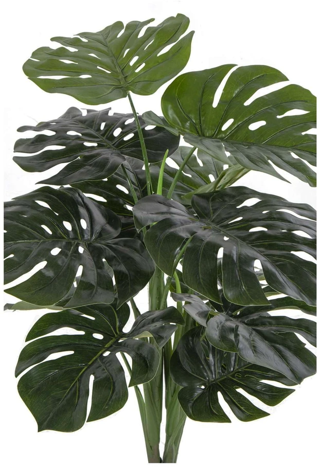 House Nordic Augalas, Monstera, žalia spalvos