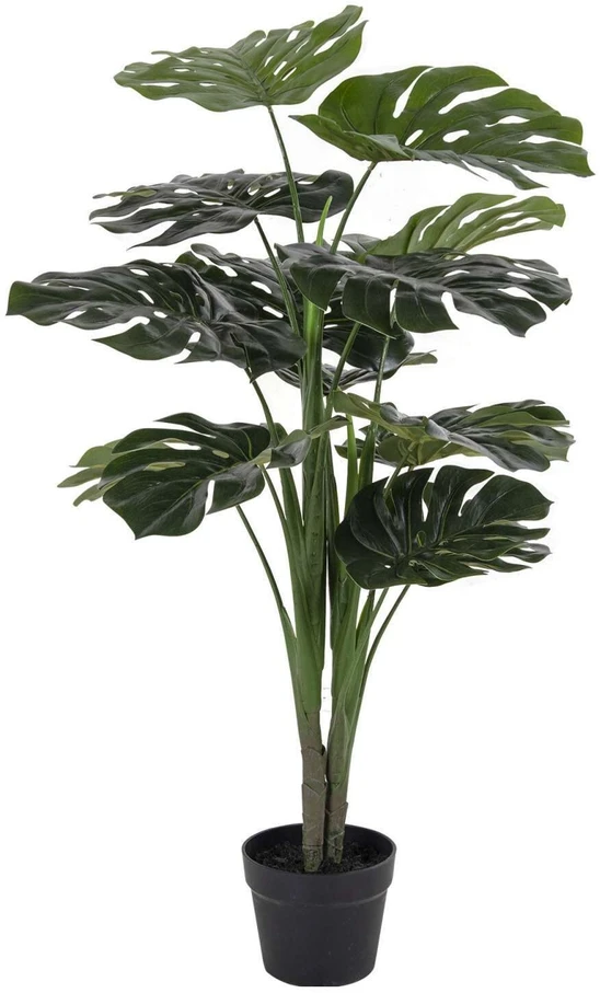House Nordic Augalas, Monstera, žalia spalvos