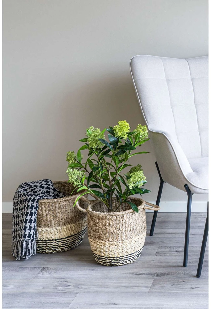 House Nordic Augalas, Skimmia, žalia spalvos