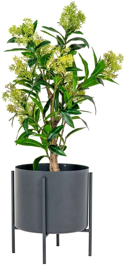 House Nordic Augalas, Skimmia, žalia spalvos
