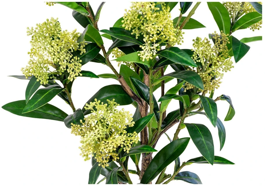 House Nordic Augalas, Skimmia, žalia spalvos