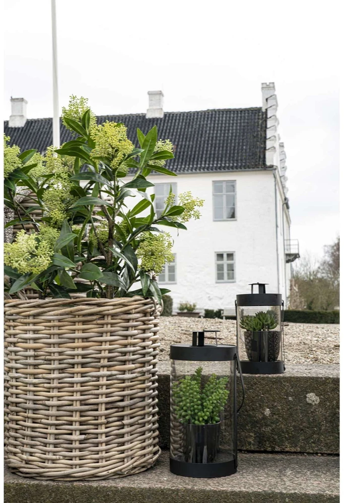 House Nordic Augalas, Skimmia, žalia spalvos