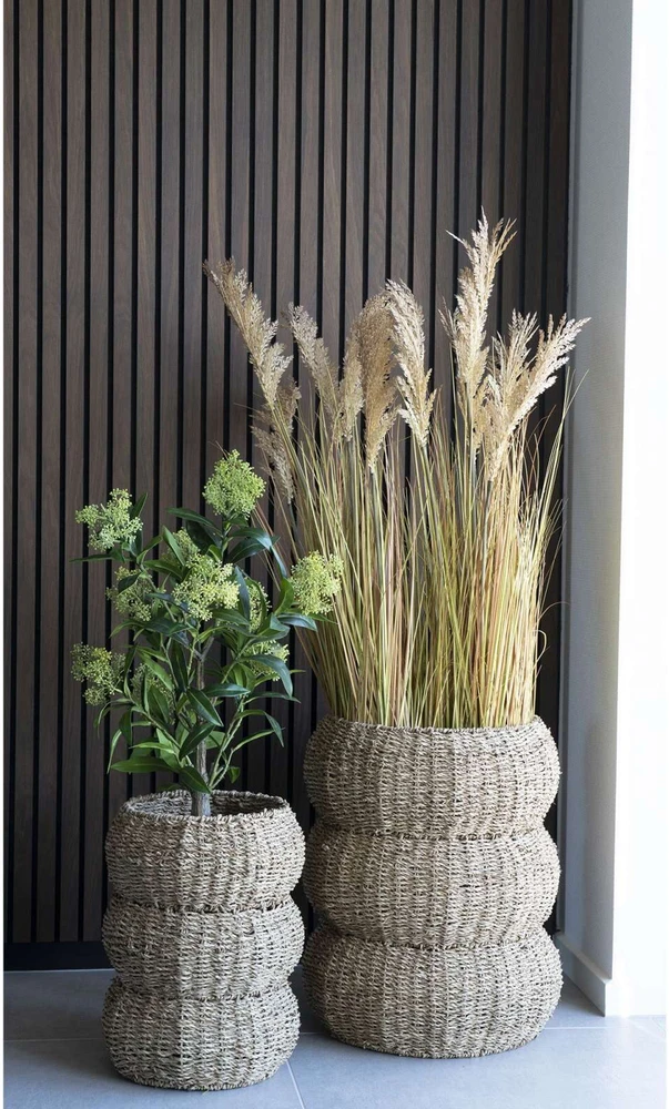 House Nordic Augalas, Skimmia, žalia spalvos