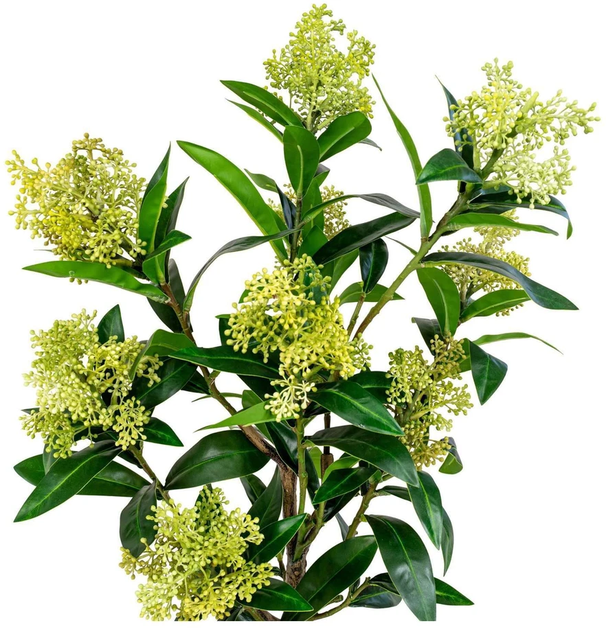 House Nordic Augalas, Skimmia, žalia spalvos