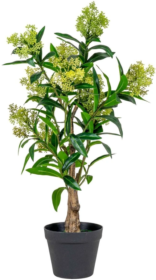 House Nordic Augalas, Skimmia, žalia spalvos