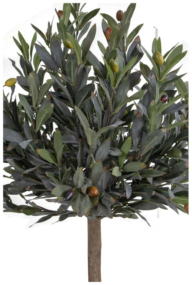House Nordic Augalas, Olive, žalia spalvos