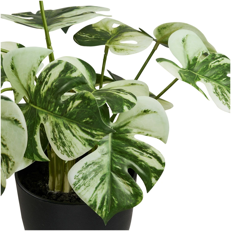 House Nordic Monstera