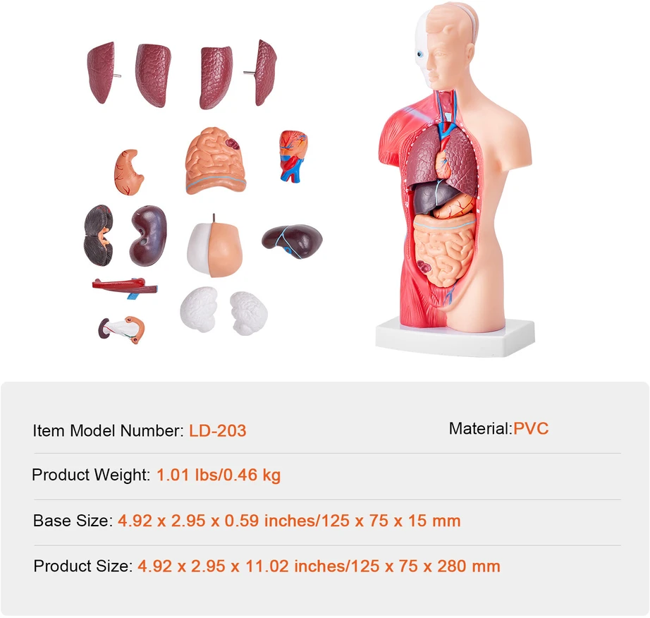 VEVOR Žmogaus kūno modelis su nuimamais organais