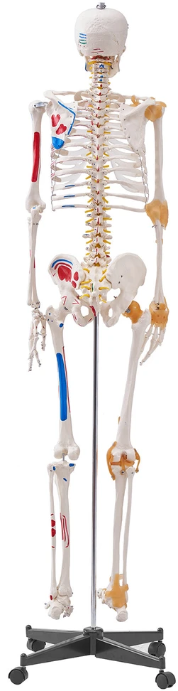 VEVOR Žmogaus skeletas anatomijai, natūralaus dydžio