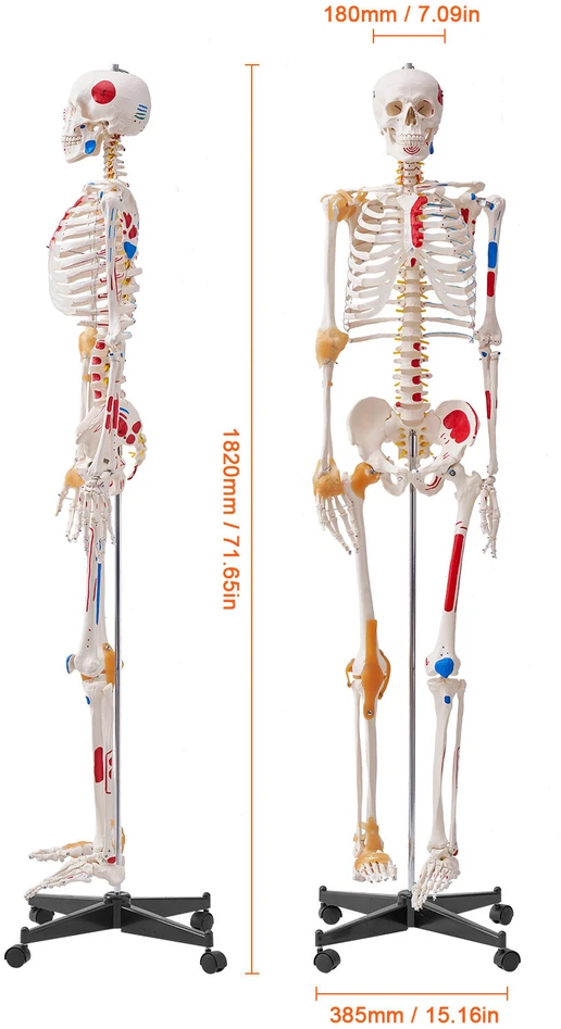 VEVOR Žmogaus skeletas anatomijai, natūralaus dydžio
