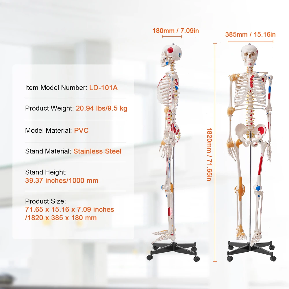 VEVOR Žmogaus skeletas anatomijai, natūralaus dydžio