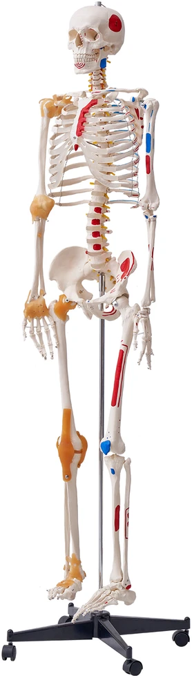 VEVOR Žmogaus skeletas anatomijai, natūralaus dydžio