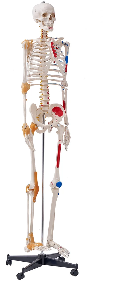 VEVOR Žmogaus skeletas anatomijai, natūralaus dydžio