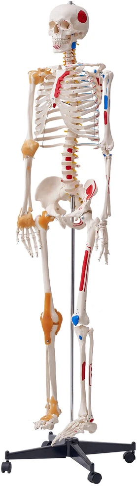 VEVOR Žmogaus skeletas anatomijai, natūralaus dydžio