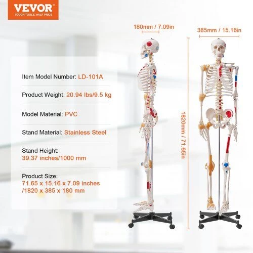 VEVOR Žmogaus skeletas anatomijai, natūralaus dydžio