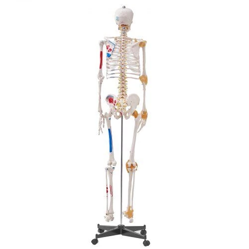 VEVOR Žmogaus skeletas anatomijai, natūralaus dydžio