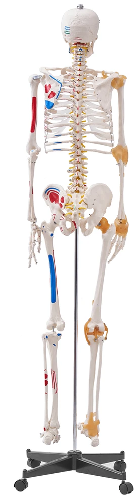 VEVOR Žmogaus skeletas anatomijai, natūralaus dydžio