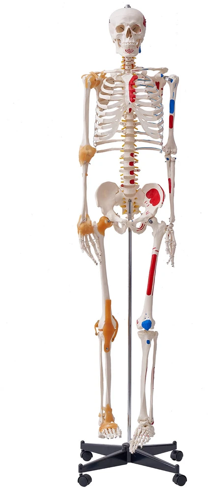 VEVOR Žmogaus skeletas anatomijai, natūralaus dydžio