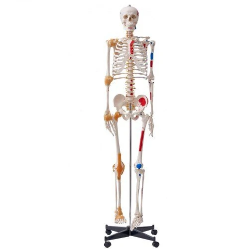VEVOR Žmogaus skeletas anatomijai, natūralaus dydžio