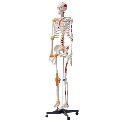VEVOR Žmogaus skeletas anatomijai, natūralaus dydžio