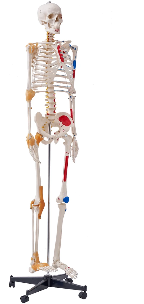 VEVOR Žmogaus skeletas anatomijai, natūralaus dydžio
