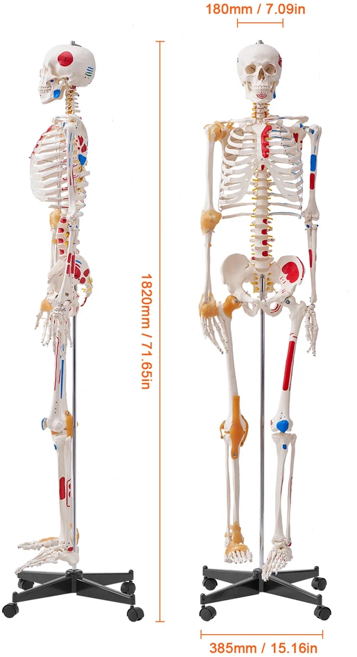VEVOR Žmogaus skeletas anatomijai, natūralaus dydžio