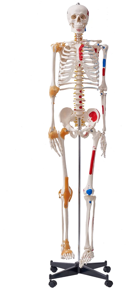 VEVOR Žmogaus skeletas anatomijai, natūralaus dydžio