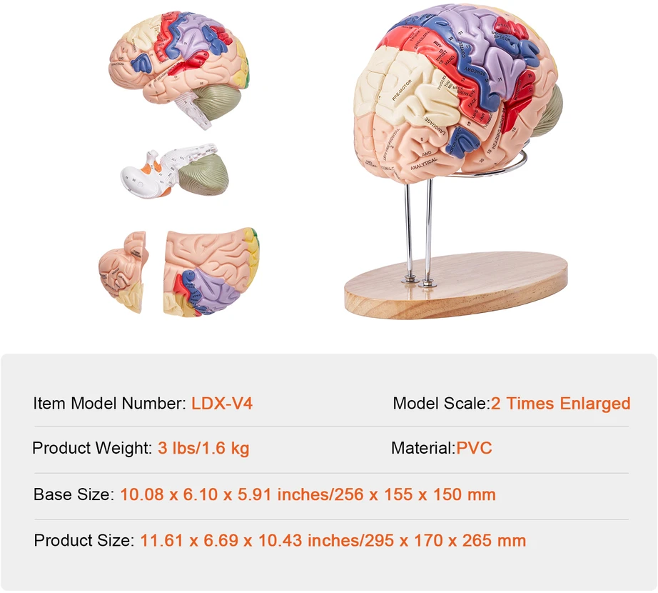 VEVOR Žmogaus smegenų modelis 2 kartus didesnis