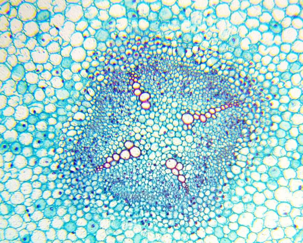 Deltaoptical Mikroskopas Biolight 100 Mėlyna
