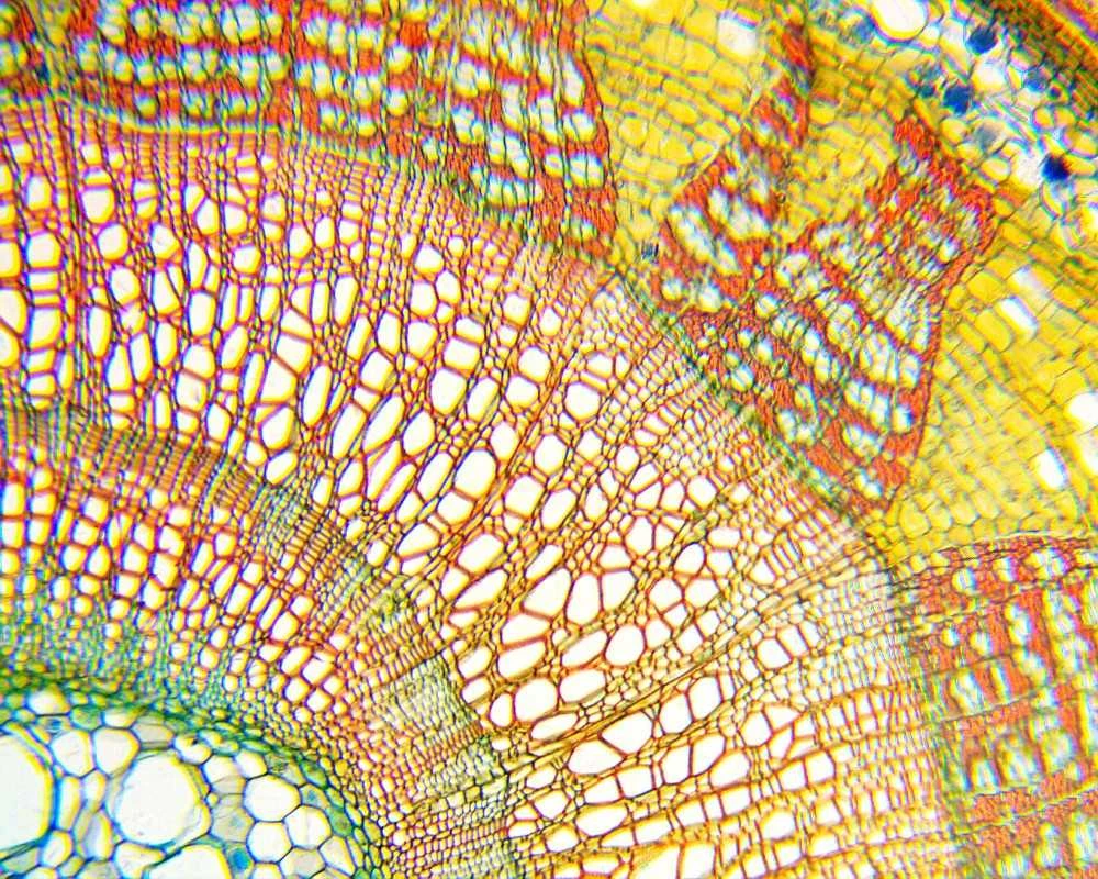 Deltaoptical Mikroskopas Biolight 100 Mėlyna