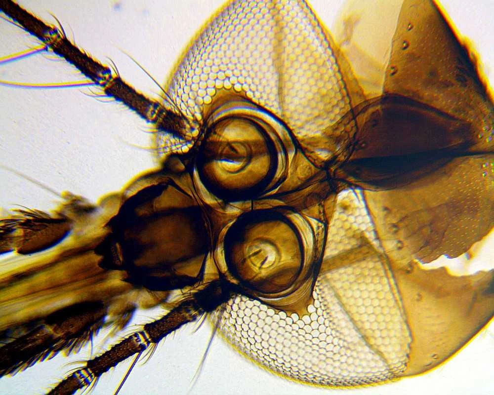 Deltaoptical Mikroskopas Biolight 100 Baltas