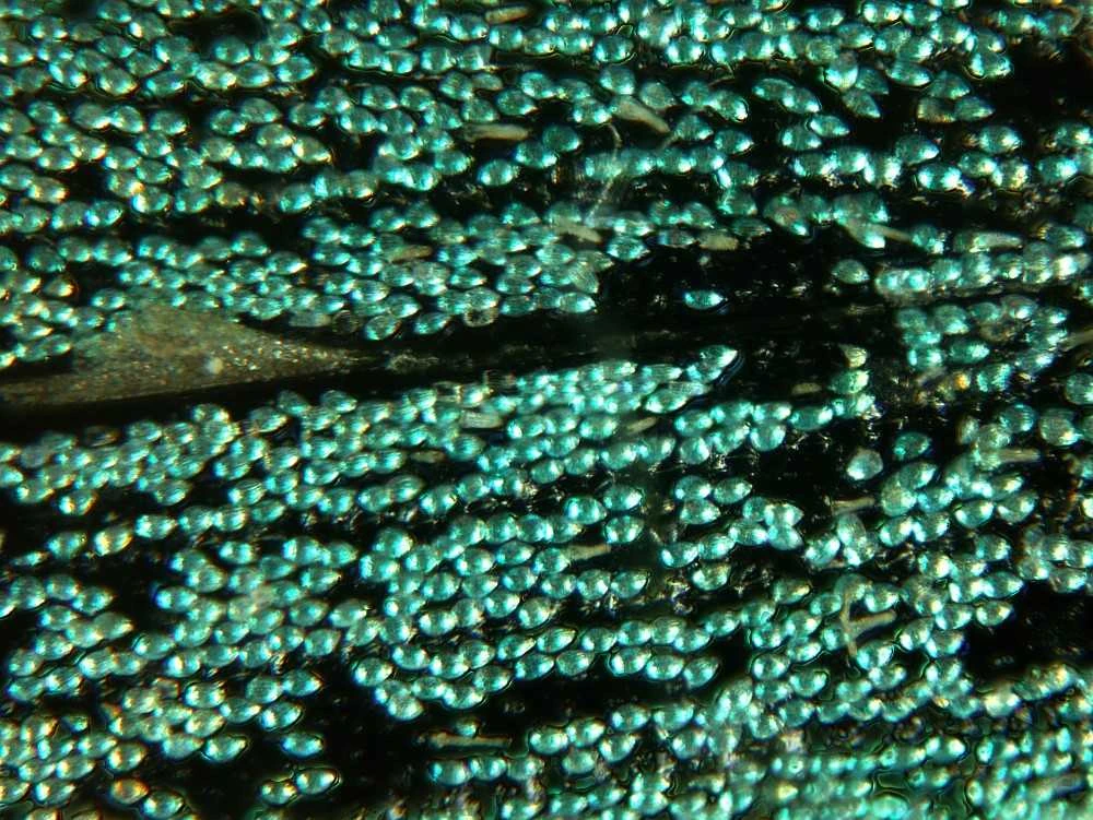 Deltaoptical Mikroskopas Biolight 100 Baltas