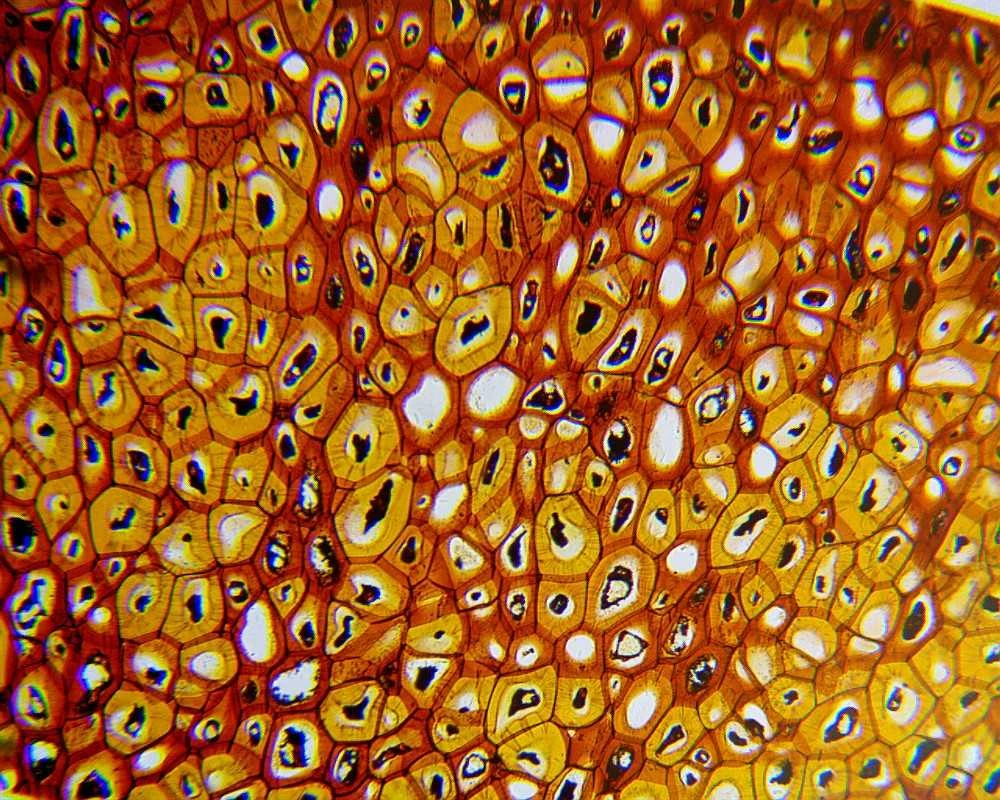 Deltaoptical Mikroskopas Biolight 100 Baltas