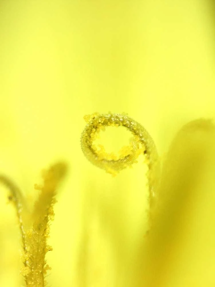 Deltaoptical Mikroskopas Biolight 100 Baltas